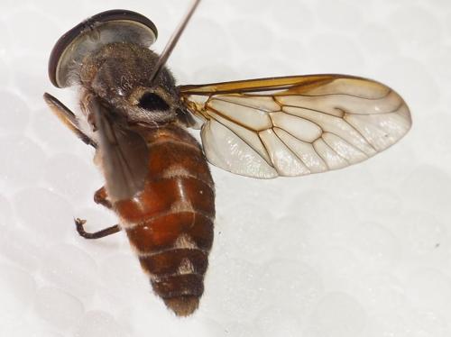 Réf. 309 341 : Tabanus antarcticus